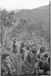 Pig festival, uprooting cordyline ritual: large procession of allies carrying uprooted cordyline to clan boundary