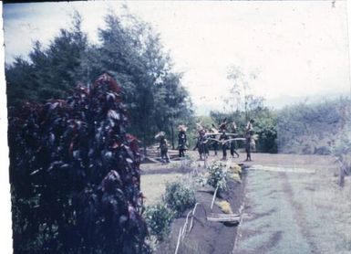 Pig goes past under escort : Minj Station, Wahgi Valley, Papua New Guinea, 1954 / Terence and Margaret Spencer