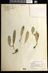 Bulbophyllum indet