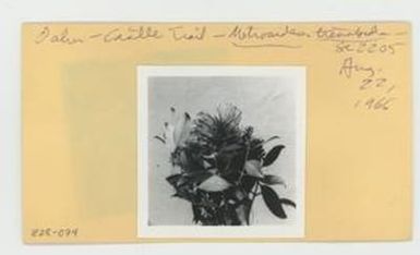 [Metrosideros tremuloides in Hawaii, envelope IE28-074]