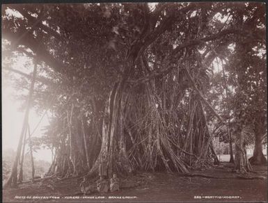 The roots of a banyan tree at the village of Vureas, Vanua Lava, Banks Islands, 1906 / J.W. Beattie