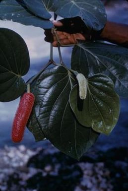 [Piper leaves and inflorescence close-up in Lae, Papua New Guinea]