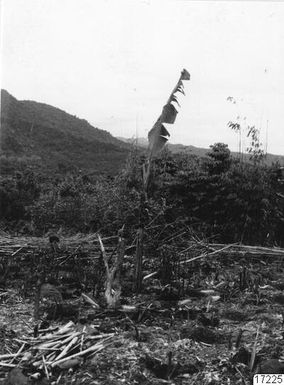 ["landskap, skog, hus, berg, bananplanta, fotografi, photograph"]