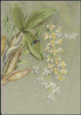 Dendrobium macrophyllum A. Rich. 1834 and Ceratobium dalbertisii (Rchb.f.) M.A. Clem. & D.L. Jones, family Orchidaceae, Papua New Guinea, 1916? / Ellis Rowan
