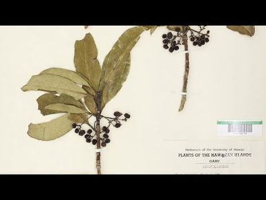 Collecting Hawaiʻi's Native Plants | Home is Here | PBS HAWAIʻI