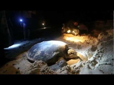 From Sand to Sea and back - Solomon Islands Sea Turtles