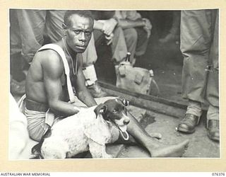 SALAMAUA, NEW GUINEA. 1944-10-01. A MEMBER OF A NEW GUINEA INFANTRY BATTALION WITH HIS DOG ABOARD AN AUSTRALIAN LANDING BARGE WHILE ON HIS WAY FROM SALAMAUA TO LAE