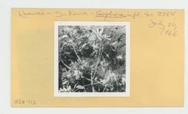 [Sophora in Hawaii, envelope IE26-112]