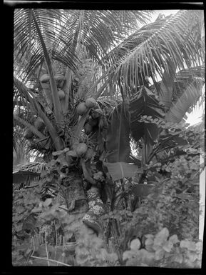 Unidentified woman picking coconut, Samoa
