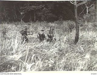 NEW GUINEA. 20 DECEMBER 1943. MEMBERS OF AN AUSTRALIAN INFANTRY UNIT ADVANCE THROUGH KUNAI GRASS TOWARDS JAPANESE STRONGPOSTS IN GUSIKA AREA