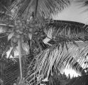 Samoan coconut tree, Punaluu, September 1961