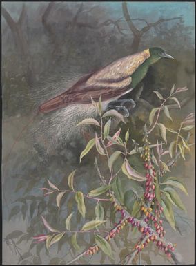 Adult male Emperor Bird of Paradise (Paradisaea guilielmi), Papua New Guinea, 1917 / Ellis Rowan