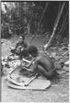Pig festival, wig ritual, Tsembaga: boys extract pandanus oil to be rubbed on wigged men's skin