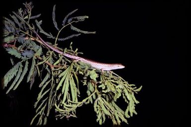 Skink sp.