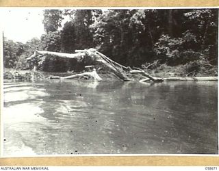 TERAPO, NEW GUINEA, 1943-09-16. THE DANGERS OF RIVER NAVIGATION TO AUSTRALIAN LANDING CRAFT VEHICLES ARE ILLUSTRATED BY THESE SNAGS IN THE LAKEKAMU RIVER