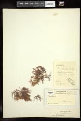 Gracilaria indet.