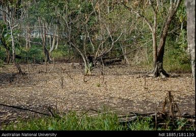 New Guinea / Solomon Islands