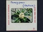 Frangipani (tropical)