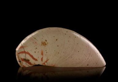 Nautilas shell