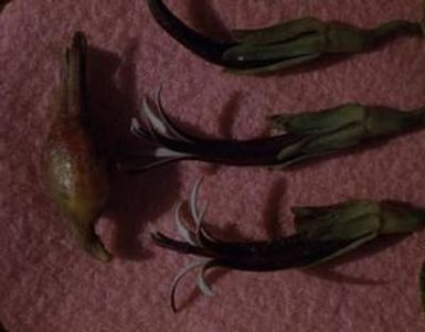 [Cynea atra fruit and flowers close-up from Honokōhau Valley, United States]