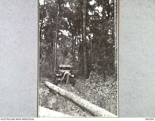 SOGERI, NEW GUINEA. 1943-11-20. TIMBER JINKER OF THE SCHOOL OF SIGNALS, NEW GUINEA FORCE, BEING USED TO HAUL LOGS INTO A MORE FAVOURABLE POSITION FOR LOADING