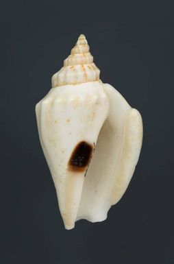 ["Dolomena variabilis (Swainson, 1820)", "Variable/Maculate Conch"]