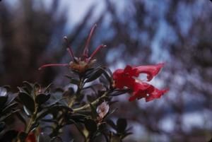 [Rhododendron close-up at Mount Sarawaget, Papua New Guinea]