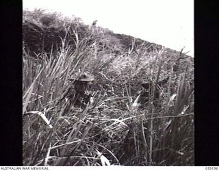 LALOKI VALLEY, NEW GUINEA. 1943-11-05. NCOS OF THE NEW GUINEA FORCE TRAINING SCHOOL (JUNGLE WING) HIDING IN KUNAI GRASS TO SHOW THE DIFFERENCE IN THE CAMOUFLAGE EFFECT OF THE NEW TYPE (LEFT) AND ..