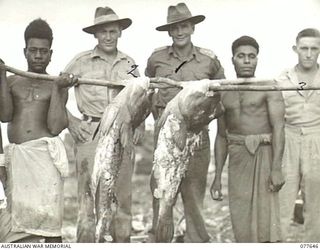 JACQUINOT BAY, NEW BRITAIN. 1944-12-16. VX130454 LIEUTENANT S. HARMER (1); VX26420 WARRANT OFFICER II, A. MASON (2) AND NX192641 PRIVATE K. FAHEY (3) OF THE 17TH ADVANCED AMMUNITION DEPOT WITH A ..