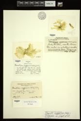 Gayralia oxysperma