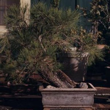 [Unidentified species of Bonsai in a planter from Lihue, United States]