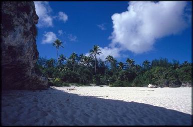 Beach and palm trees.