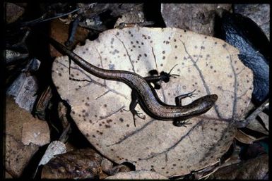 Skink sp.