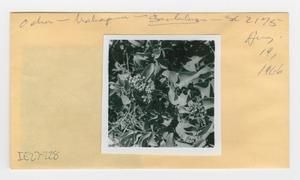 [Santalum in Hawaii, envelope IE27-228]