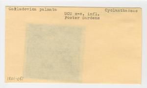 [Carludovica palmata in Hawaii, envelope IE01-051]