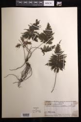 Abrodictyum dentatum