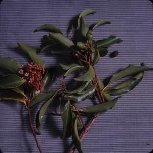 [Santalum freycinetianum close-up on Kauai Island, United States]