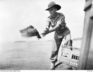 NORTH ALEXISHAFEN, NEW GUINEA. 1944-08-18. NX109145 PRIVATE L.C. MARTIN (1) OF THE NEW GUINEA SEA AMBULANCE TRANSPORT COMPANY RELEASING A CARRIER PIGEON FROM THE DECK OF THE UNIT MEDICAL LAUNCH, ..