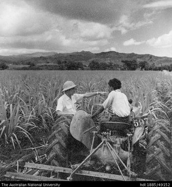 Indian on tractor in Fiji canefields talking to a CSR field officer