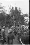 Pig festival, pig sacrifice, Tsembaga: decorated men leave ritual compound, dance to gate where cordyline roots will be dug up