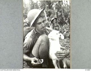 1942-12-05. BUNA. THIS LITTLE WHITE GOAT APPEARED FROM NOWHERE AS THE AUSTRALIANS PUSHED ACROSS THE MAIN AIRSTRIP AT BUNA. (NEGATIVE BY G. SILK)