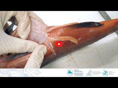 Échantillonnage biologique de poissons récifaux : Extraction des gonades