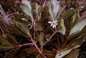 [Drimys flower, fruit, and leaves close-up at Mount Saint Mary, Papua New Guinea]