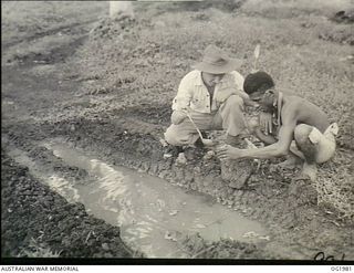NEW GUINEA. C. 1945-01. RESEARCH IS CONTINUALLY BEING CARRIED OUT TO DETERMINE THE PECULIARITIES OF MOSQUITOES COMMON TO A CERTAIN AREA. THE LARVAE IS TAKEN FROM A PUDDLE AND WATCHED AT A RAAF ..