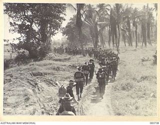 AITAPE, NEW GUINEA. 1944-11-23. A COMPANY OF 2/4 INFANTRY BATTALION TROOPS MOVING THROUGH A COCONUT PLANTATION DURING THEIR MARCH TO DRINIUMOR RIVER POSITIONS