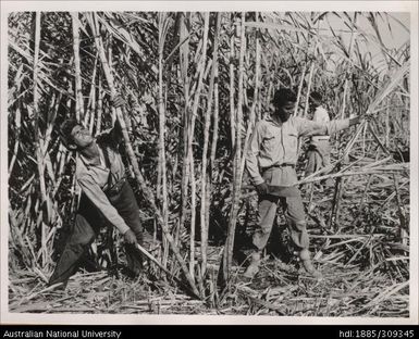 Indian cane cutters working on Servu's farm, Lautoka