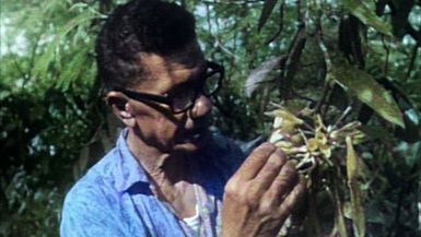 The early days of growing vanilla in Tonga