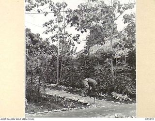 LAE, NEW GUINEA. 1944-08-19. VX42975 MAJOR A.L. PROUD, DEPUTY ASSISTANT DIRECTOR OF TRANSPORT, HEADQUARTERS, NEW GUINEA FORCE, WORKING IN THE GARDEN OUTSIDE HIS OFFICE