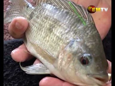 Tagged Fish Competition