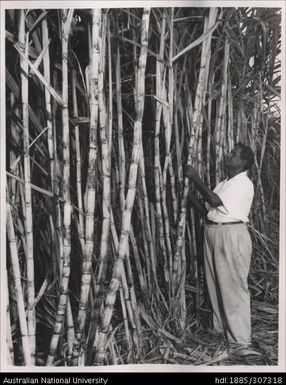 Field Officer inspecting crop